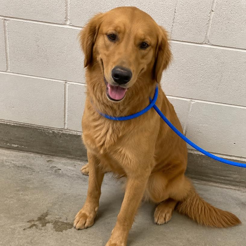 Bailey, an adoptable Golden retriever mix