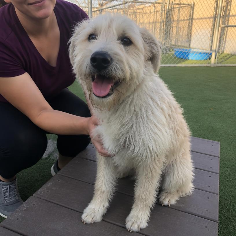 Biscuit, an adoptable Wheaten terrier mix