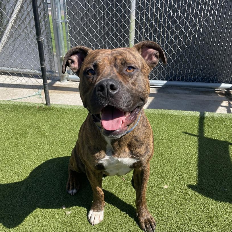 Juniper, an adoptable Boxer / pit mix