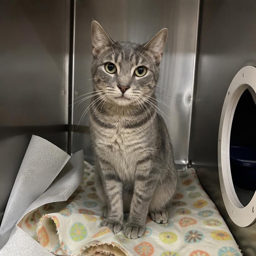 Luna, an adoptable Domestic shorthair