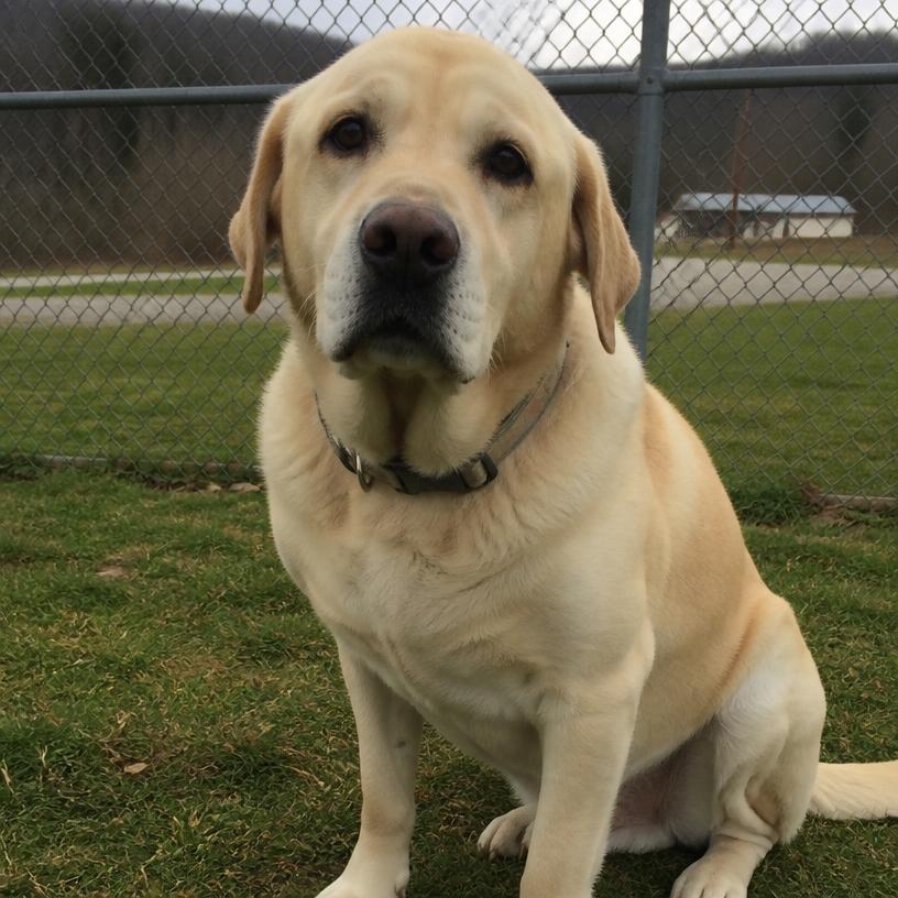 Moose, an adoptable Labrador retriever