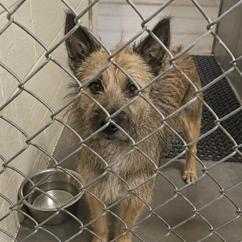 Pepper, an adoptable Terrier mix