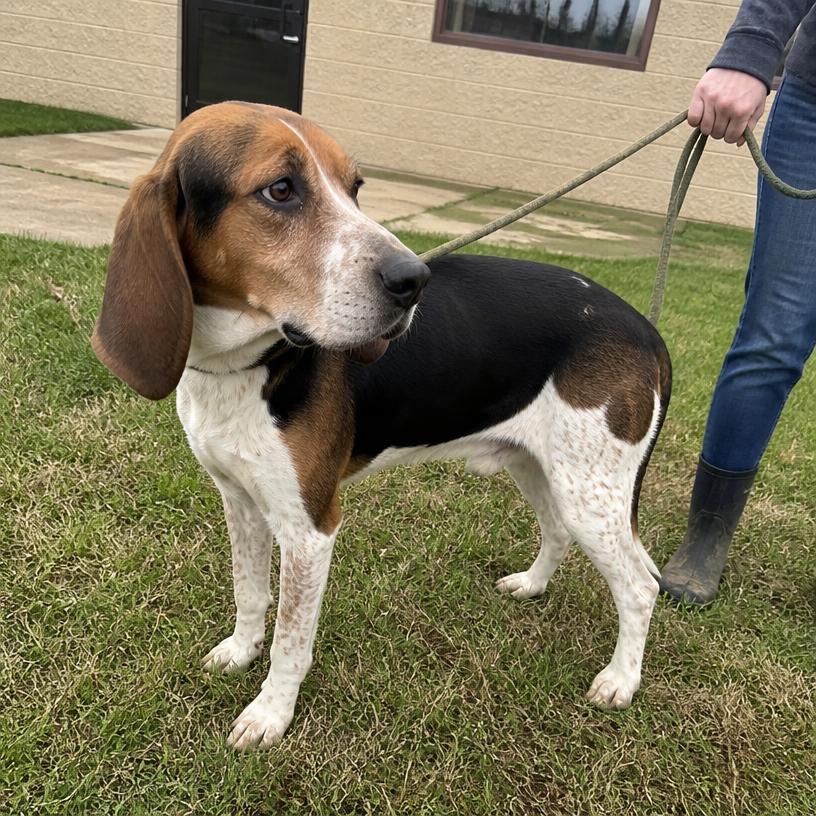 Scout, an adoptable Hound mix